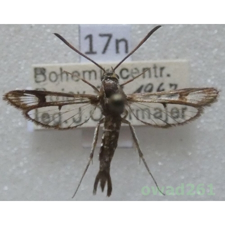 Pyropteron triannuliformis (Freyer, 1843) Czech17n